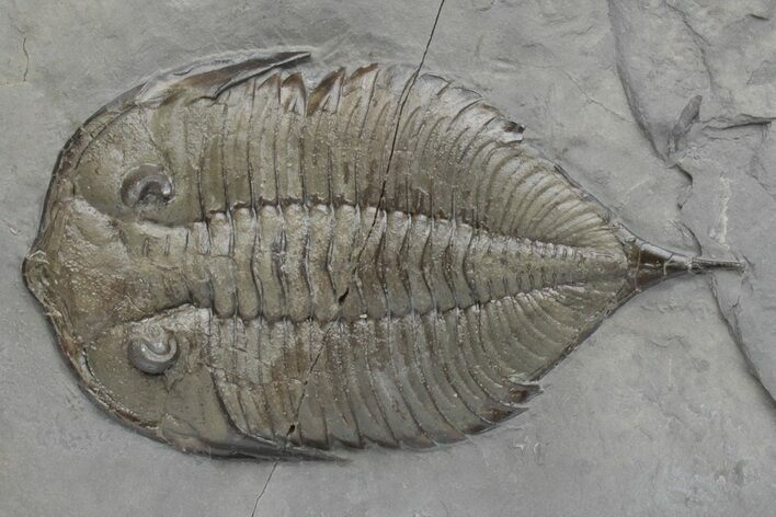 Dalmanites Trilobite Fossil - New York #219927